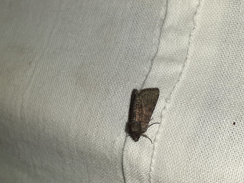 Oligia strigilis/latruncula/versicolor