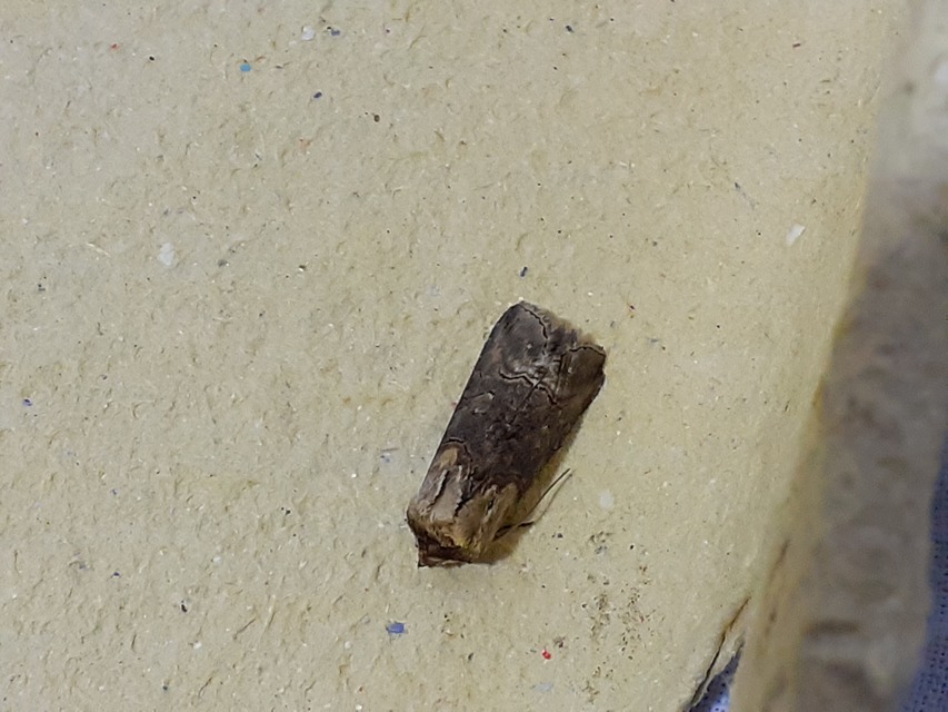 Abrostola triplasia - közönséges csalánbagoly
