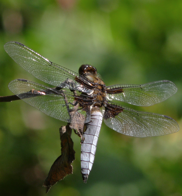 Libellula depressa - széles laposacsa