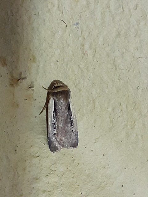 Ochropleura plecta - fehérszegélyű fűbagoly