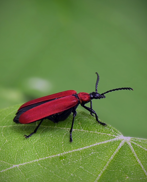 Pyrochroa coccinea - nagy bíborbogár