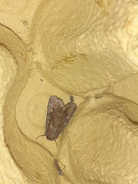 Lacanobia oleracea - saláta-kertibagoly