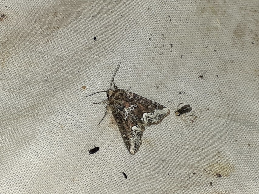 Oligia strigilis - kormos dudvabagoly