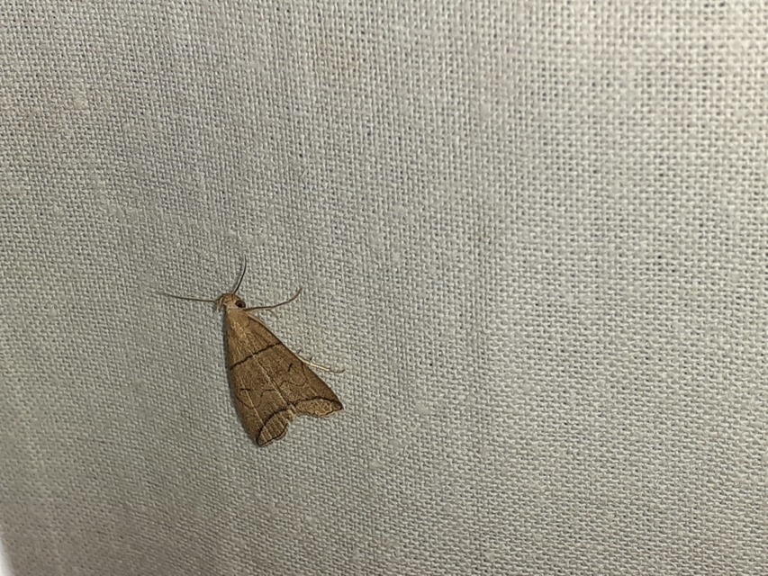 Herminia grisealis - ligeti karcsúbagoly