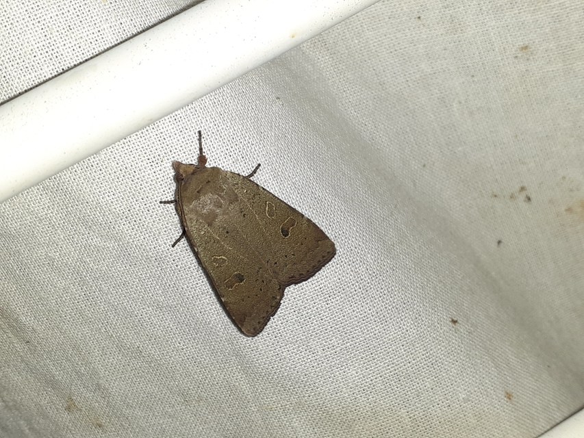 Noctua comes - kis sárgafűbagoly