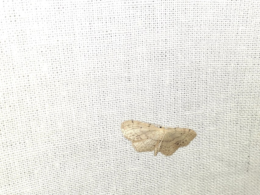 Idaea dimidiata - gyakori apróaraszoló