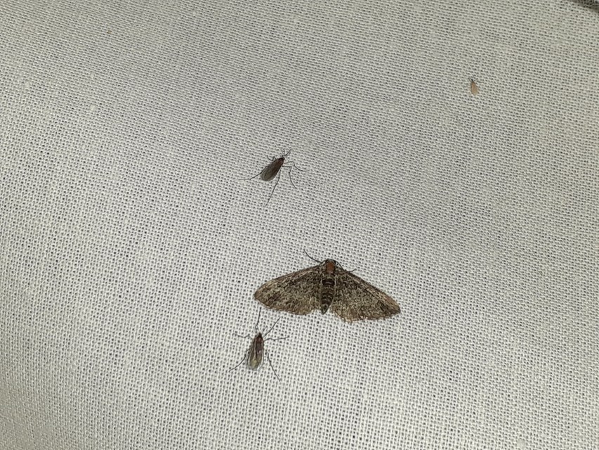 Pasiphila rectangulata - almavirág-araszoló
