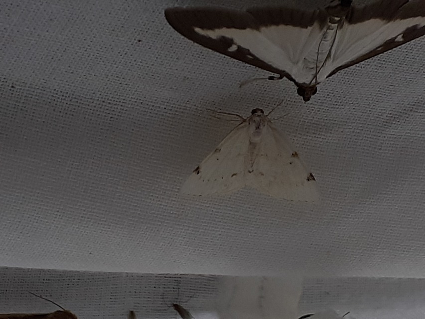 Lomographa bimaculata - kétpontos fehéraraszoló