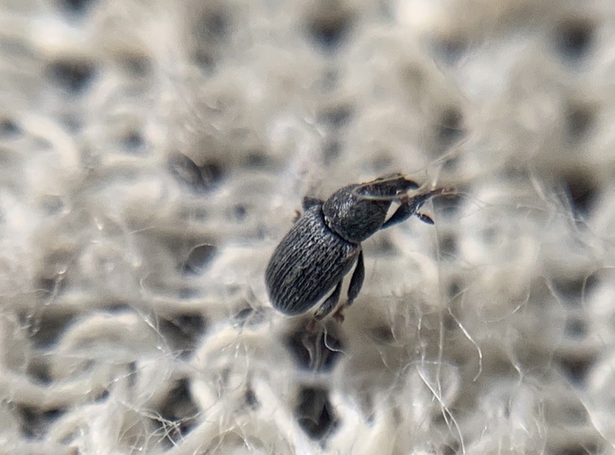 Tychius tibialis - fekete tímárormányos
