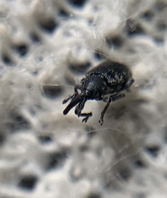 Smicronyx reichii - szemölcsös arankaormányos