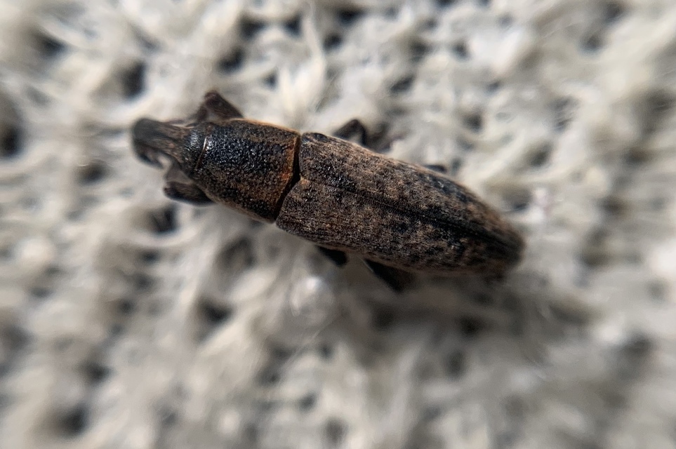Lixus brevipes - vaskosorrú dudvabarkó