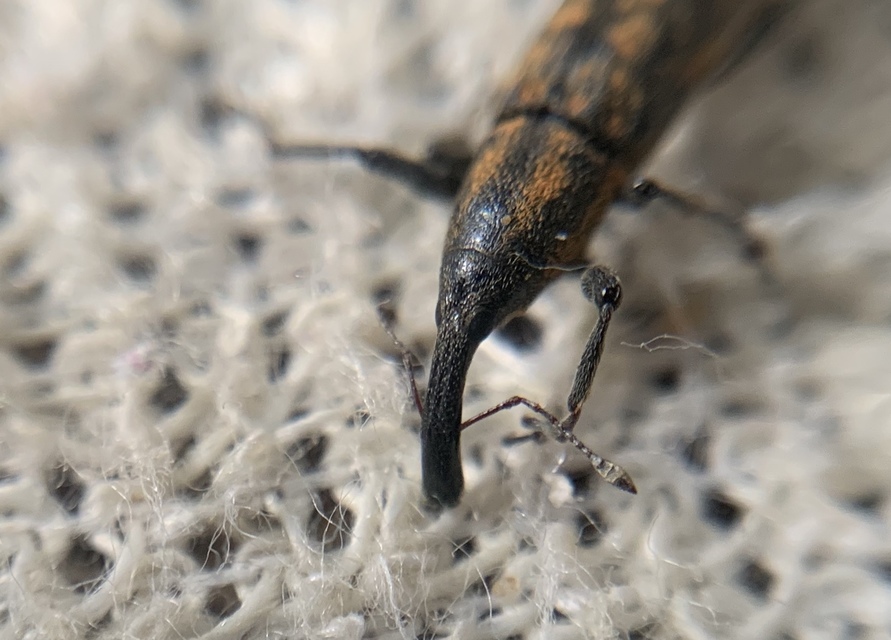 Lixus fasciculatus - nyurgalábú dudvabarkó