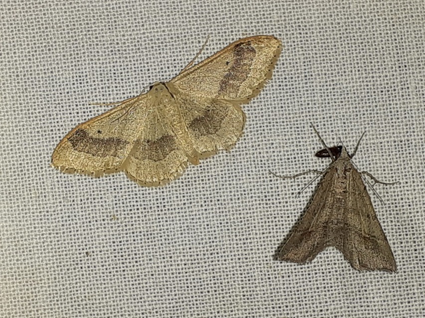 Macaria artesiaria - ibolyásszürke araszoló