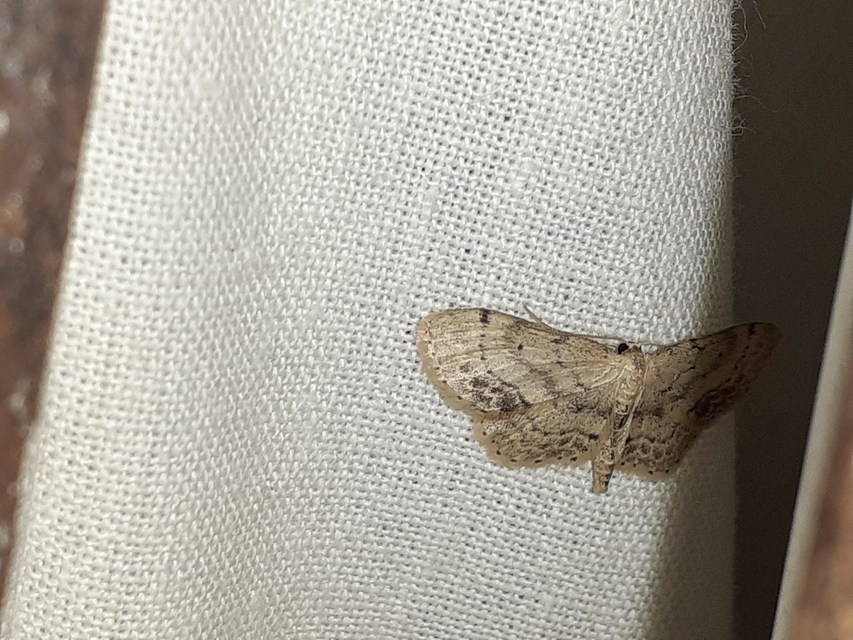 Idaea dimidiata - gyakori apróaraszoló