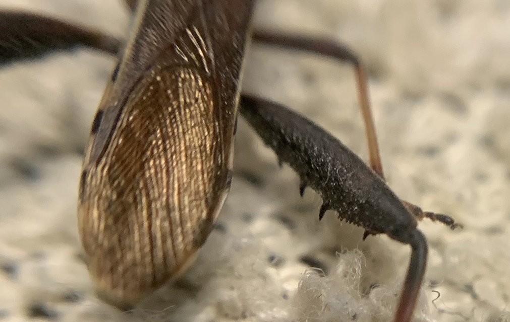 Camptopus lateralis - görbelábú karimáspoloska