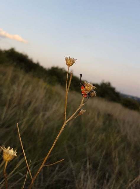 Zygaena carniolica - fehérgyűrűs csüngőlepke