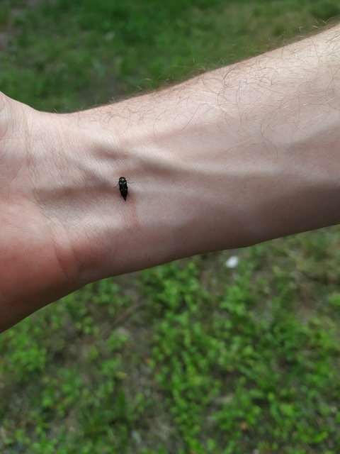 Mordellidae - marókafélék
