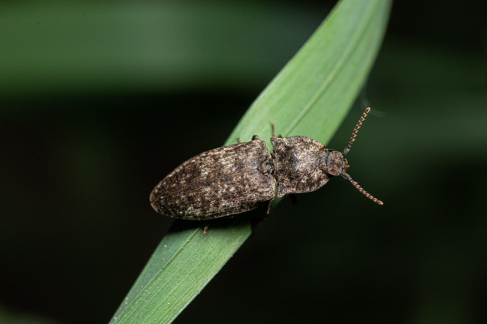 Agrypnus murinus - egérszínű pikkelyespattanó