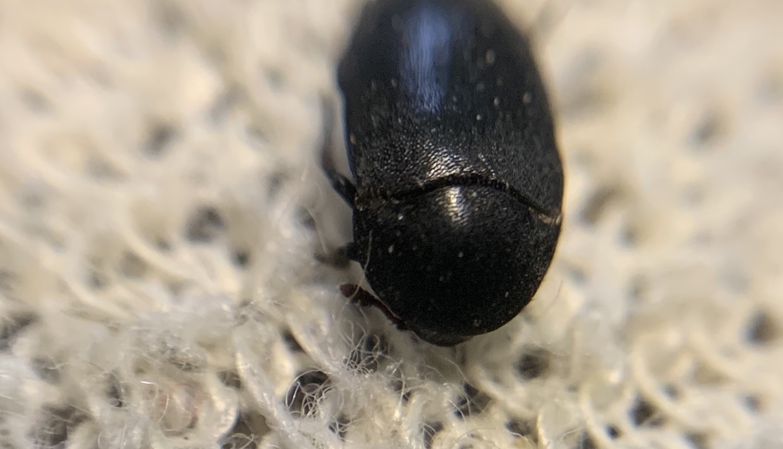 Dermestes olivieri - rőtszőrű porva Dermestes olivieri - rőtszőrű porva