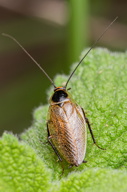 Ectobius erythronotus - sárgatorú erdeicsótány