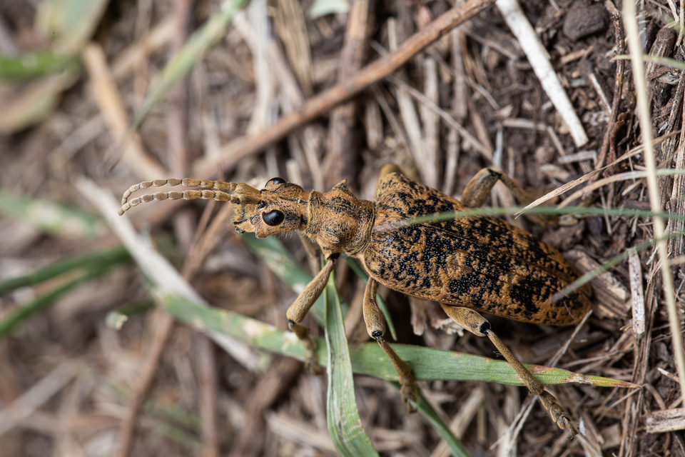 Rhagium sycophanta - tölgyes-tövisescincér