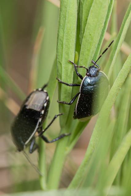 Canthophorus