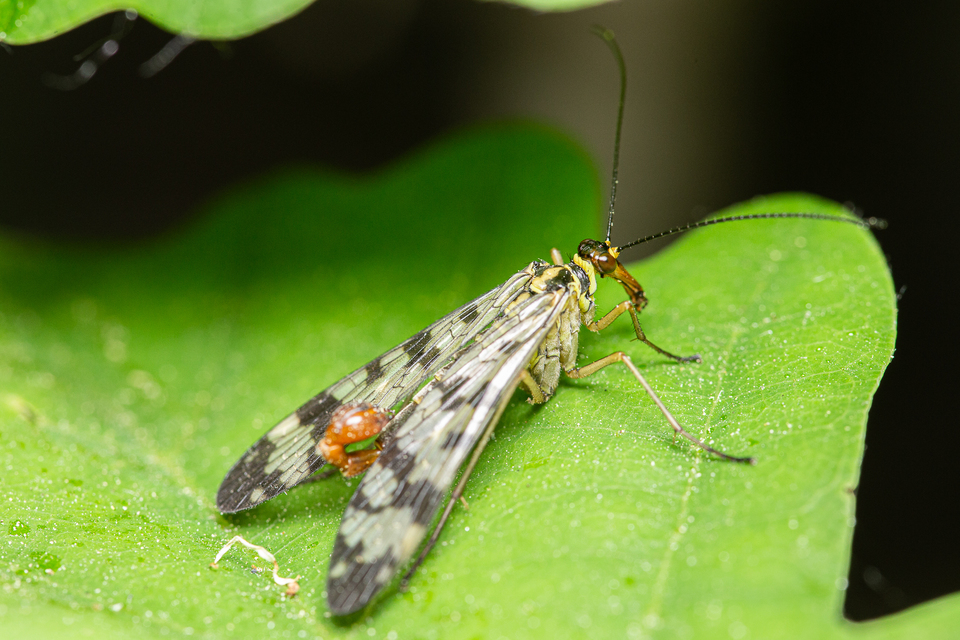 Panorpa vulgaris
