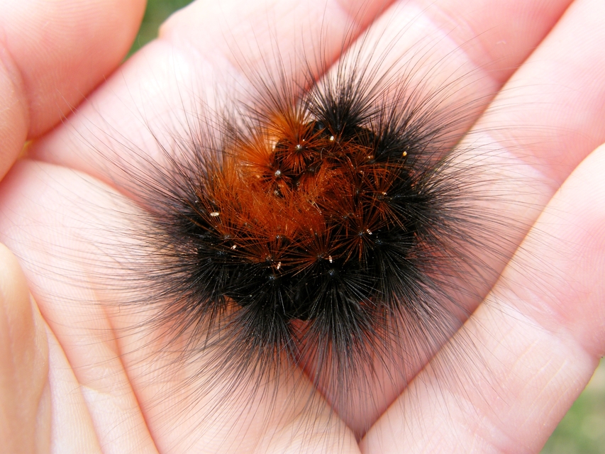 Arctia caja - közönséges medvelepke