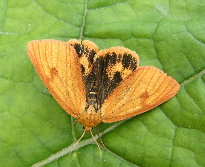 Diacrisia sannio - vörösszélű medvelepke