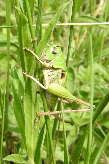 Decticus verrucivorus - szemölcsevő szöcske