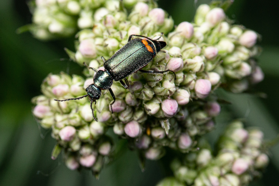 Malachius bipustulatus - kétfoltos bibircsesbogár