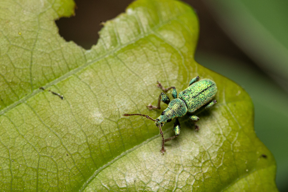 Phyllobius argentatus - ezüstös levélormányos