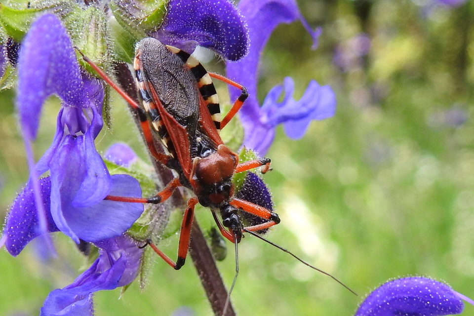 Rhynocoris iracundus - közönséges gyilkospoloska