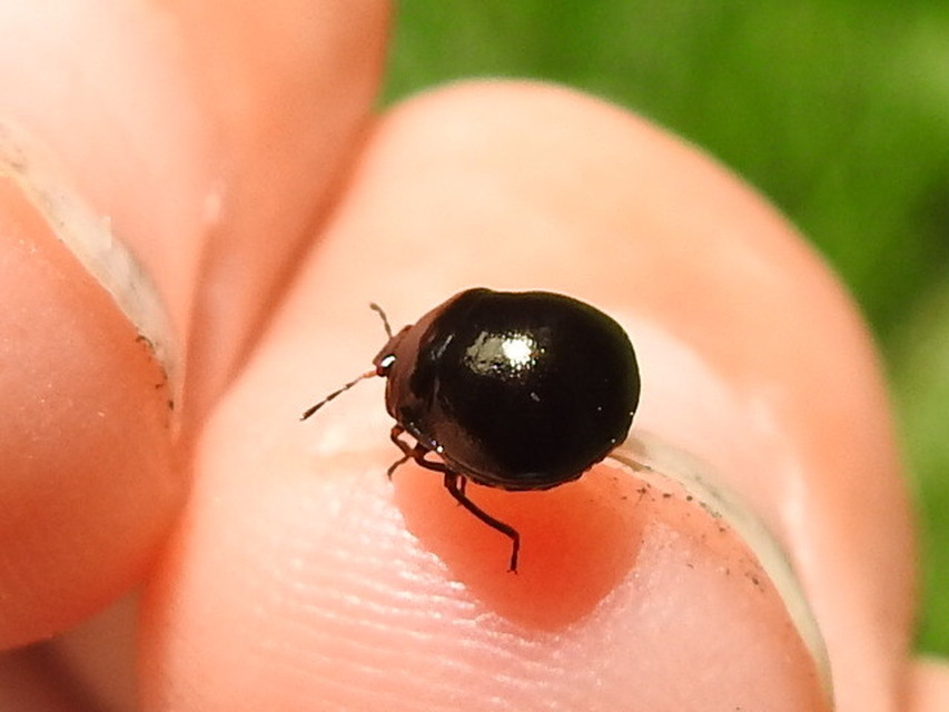 Coptosoma Coptosoma