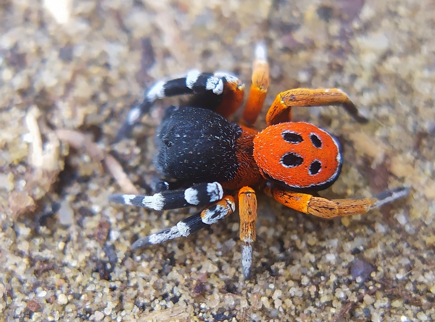 Eresus moravicus - sárgafejű bikapók Eresus moravicus - sárgafejű bikapók