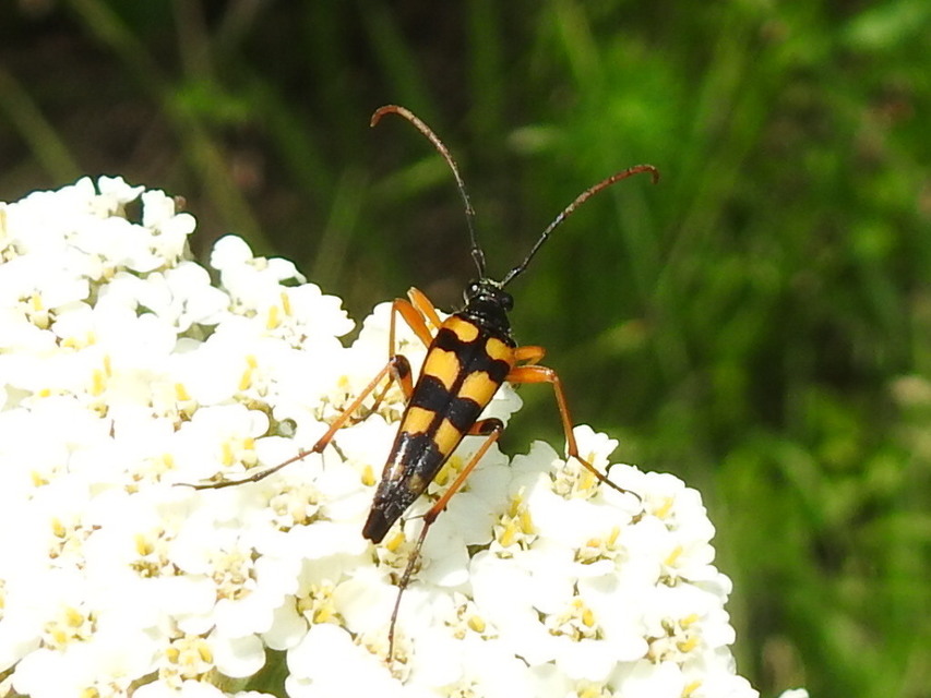 Strangalia attenuata - nyurgacincér