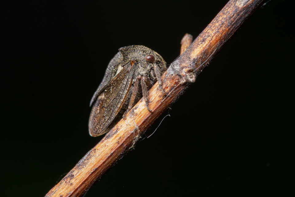 Centrotus cornutus - szarvaskabóca
