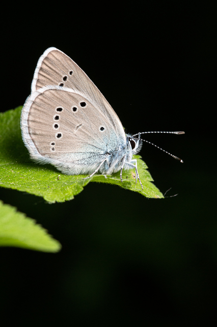 Cyaniris semiargus - aprószemes boglárka