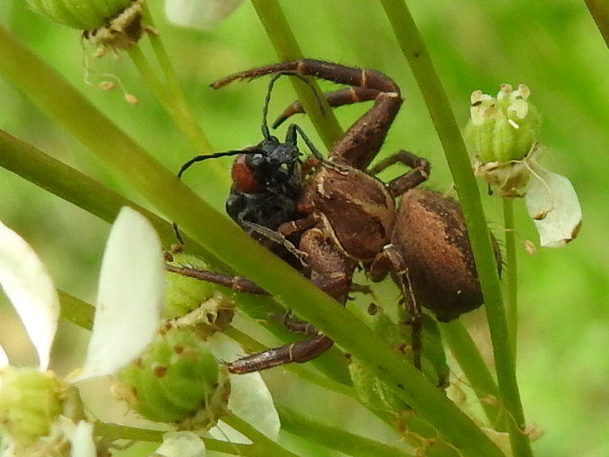 Dinoptera collaris - vörösnyakú virágcincér