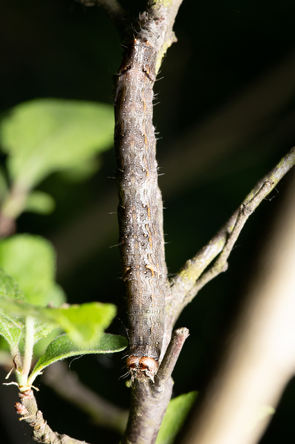 Allophyes oxyacanthae - galagonyabagoly