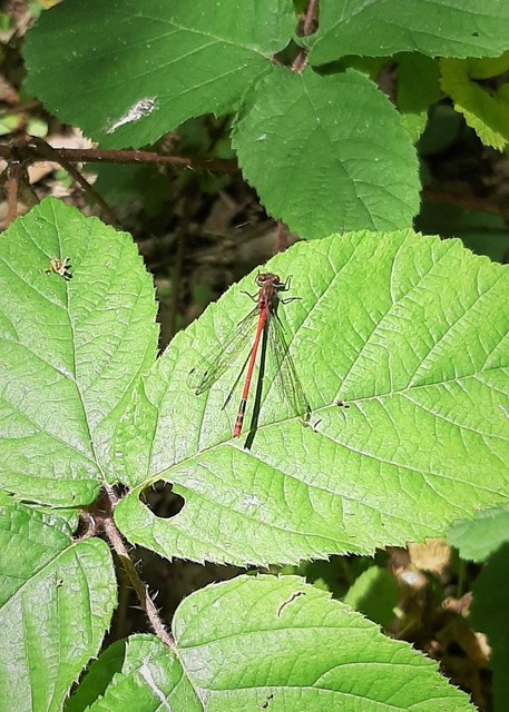 Pyrrhosoma nymphula interposita - vörös légivadász