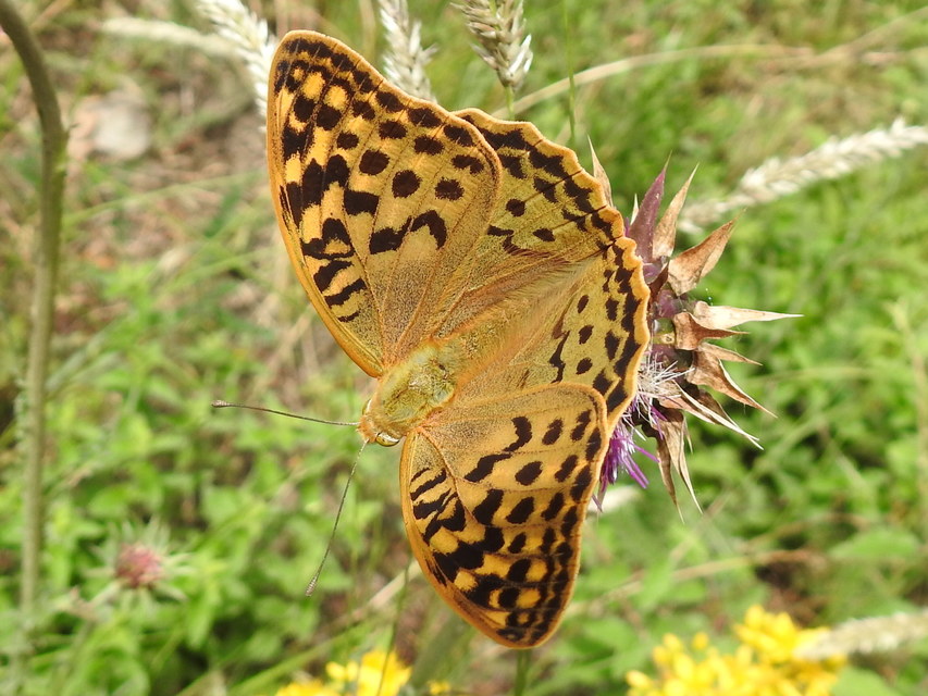 Argynnis pandora - zöldes gyöngyházlepke
