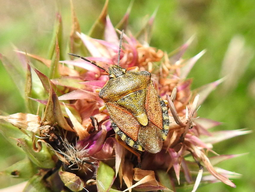 Carpocoris