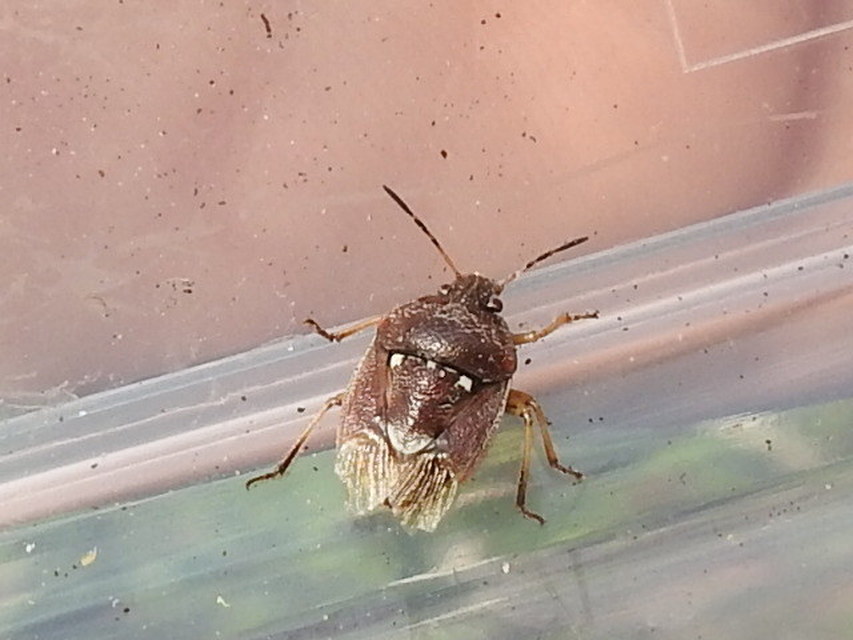 Stagonomus amoenus Stagonomus amoenus