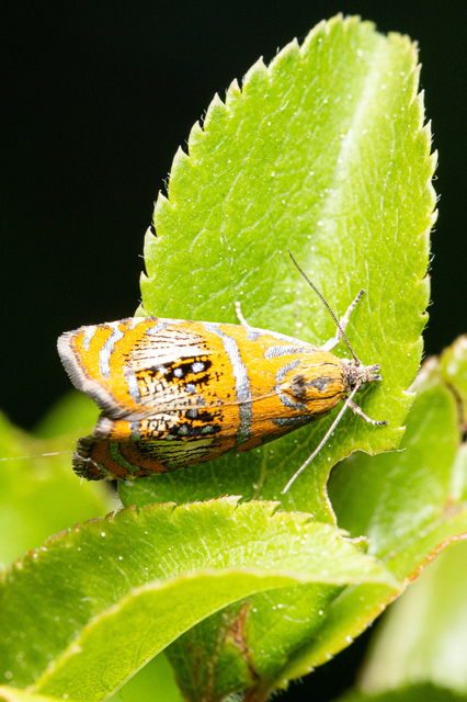 Olethreutes arcuella - avarevő tükrösmoly