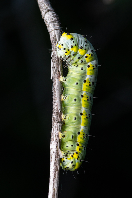Diloba caeruleocephala - őszi kékesbagoly