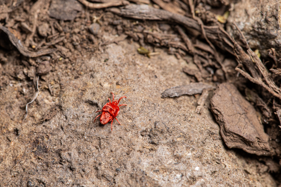 Trombidiidae