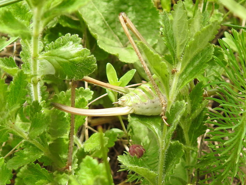 Decticus verrucivorus - szemölcsevő szöcske