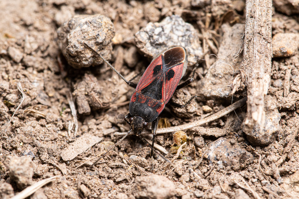 Rhyparochromus phoeniceus - gyepi díszesbodobács