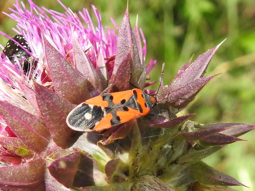 Lygaeus equestris/simulans